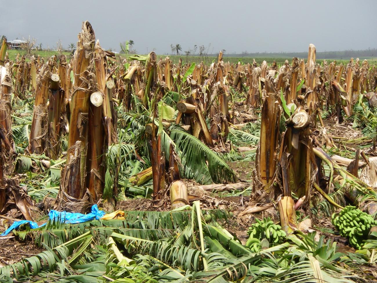 Cyclone Larry Farm Damage
