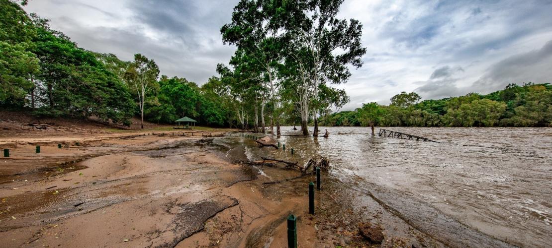 Townsville flood imagery landscape of tree and land