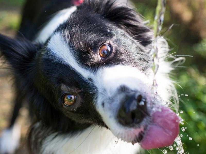 Dog drinking from tap