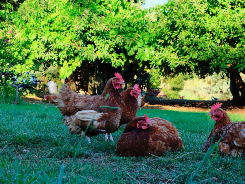 Chooks in shade - heatwave